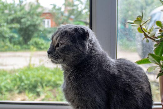 Fold Scottish cat of gray color with big eyes