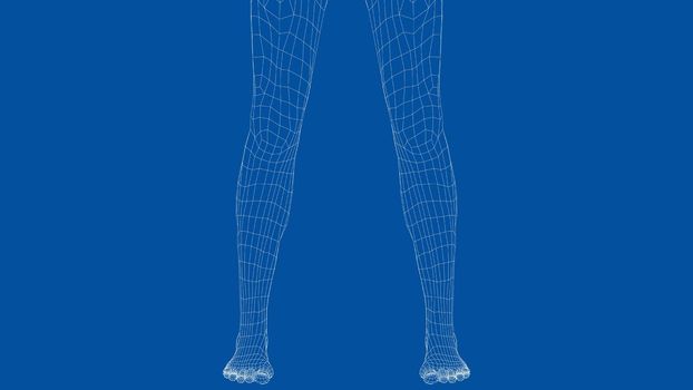Wireframe legs. Close-up view. Anatomy concept. 3d illustration