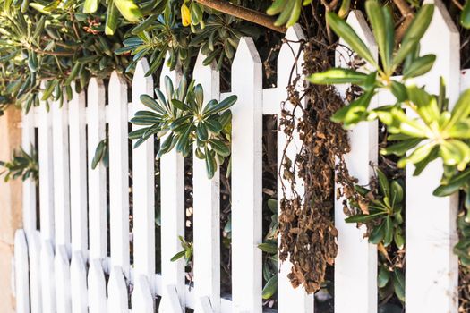 County style white wooden fence. White fence in perspective.