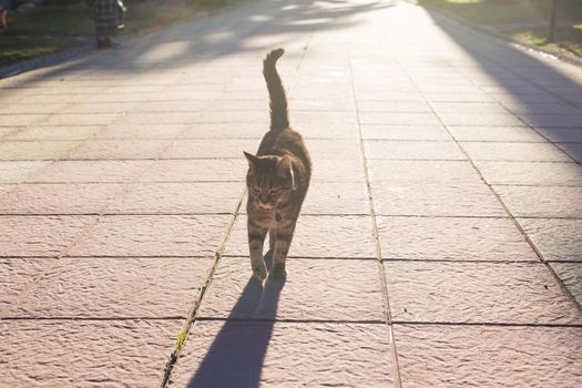 Pet, spring and animals concept - Cute cat walking along path in park lit by beams of sun.