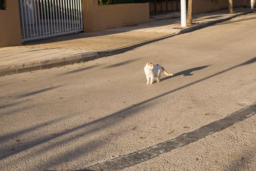 Concept of homeless animals - Cute cat outdoors.