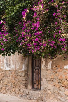 Spring, nature and town concept - Blooming wisteria tree covering up a house on a bright sunny day.