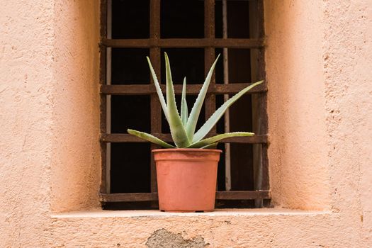 Green potted plants in beautiful pot outdoor.