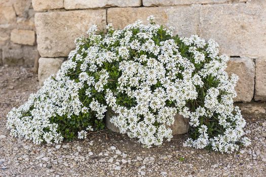 Green potted plants in beautiful pot outdoor.