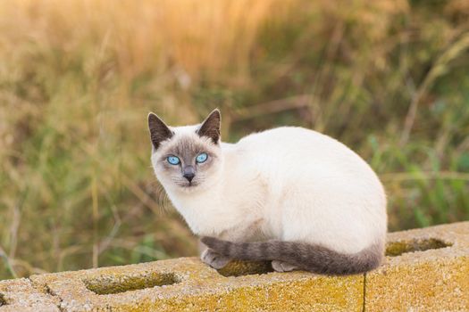 Pets and pedigree animals concept - Portrait of the siamese cat with blue eyes.