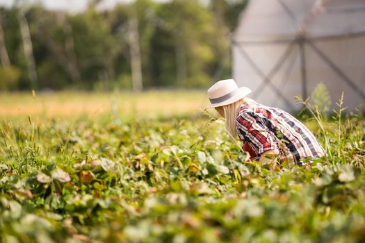 Harvesting woman on the strawberry field.