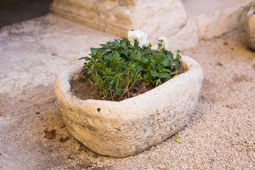 Green potted plants in beautiful pot outdoor.