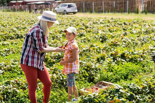 Beautiful young caucasian mother with her daughter pick strawberries in the field