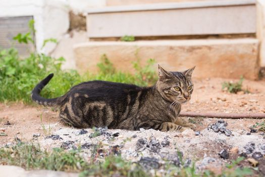 Concept of homeless animals - Cute cat outdoors.