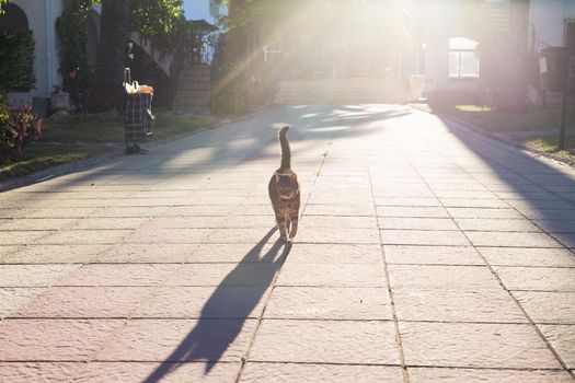 Pet, spring and animals concept - Cute cat walking along path in park lit by beams of sun.