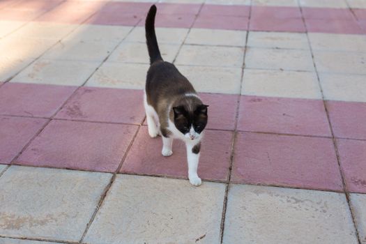 Pet, spring and animals concept - Cute cat walking along path outdoor lit by beams of sun.