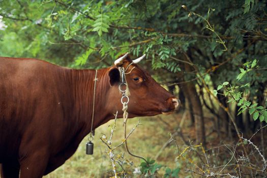 animals mammals grazing farm cow nature agriculture. High quality photo