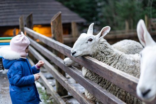 Cute little girl feeding a sheep at farm. Happy girl on family weekend on the country side. Friendship of child and animals