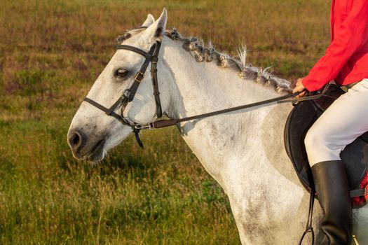Cropped image of young woman rider, wearing red redingote and white breeches, with her horse in evening sunset light. Outdoor photography in lifestyle mood