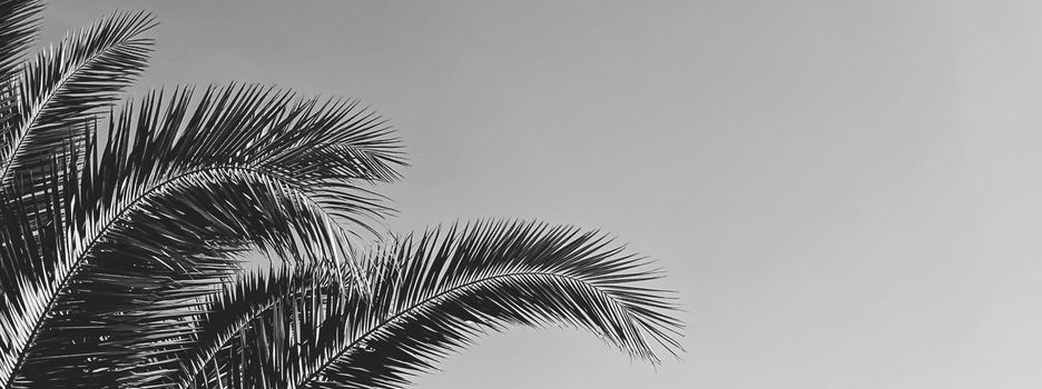 Summer holiday and tropical nature concept. Palm tree in summertime as vintage black and white, monochrome background.