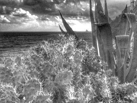 Tenerife wild coast in Hidalgo, infrared photo of cacti and agave