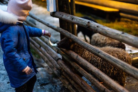 Young girl feeding sheep and a goat in the a farm
