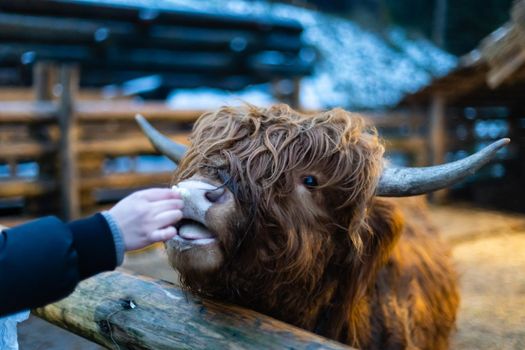 Little girl feeding cow on the farm. Close up. Copy space