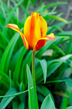 One bright multi-colored tulip on background of green leaves. Studio Photo