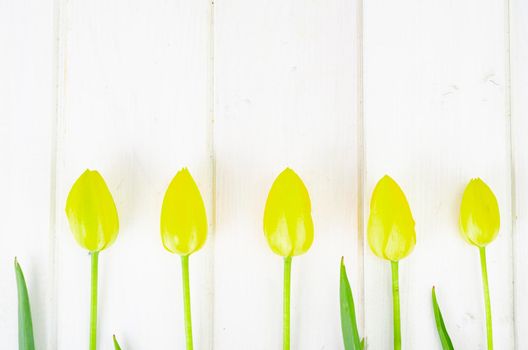 Fresh garden multicolored tulips on white wooden table. Studio Photo