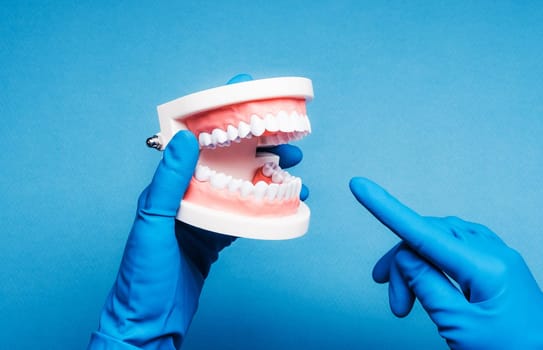 Hands in blue gloves holding dental teeth model on blue background