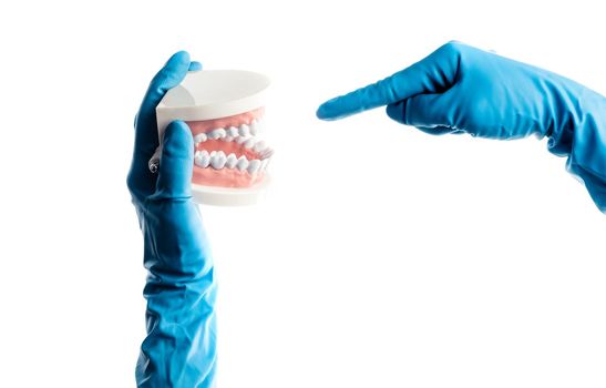Hands in blue gloves holding dental teeth model isolated on white background