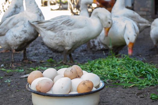 geese and chicken on the farm, eggs in a bowl.