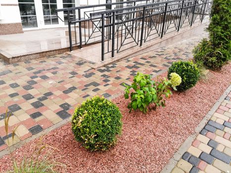 green bushes in the flower bed at home. landscape design of the gardens and local area.