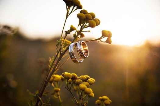 Wedding rings closeup hanging on branch the last rays of the sun