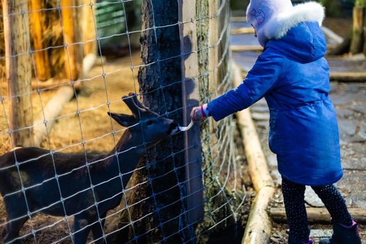 Cute little girl feeding a sheep at farm. Happy girl on family weekend on the country side. Friendship of child and animals