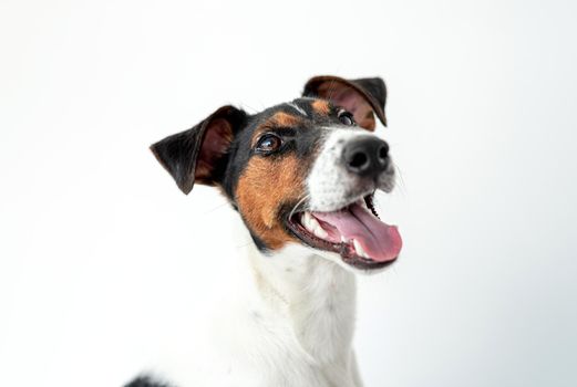 Smooth fox terrier dog eating from bowl on light room's floor