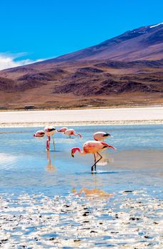 Sunshine view of beautiful flamingos at amazing Colorado lagoon