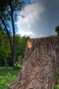 stump in the forest with trees and blue dramatic sky in background