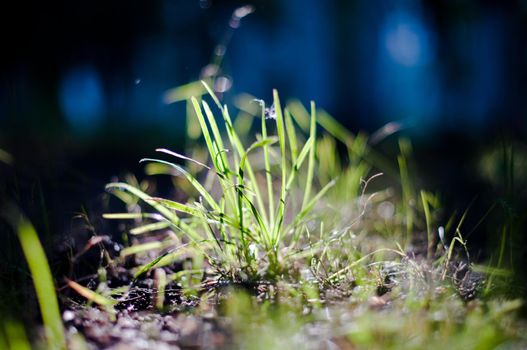 green grass in the light of the sun with blured sky in background