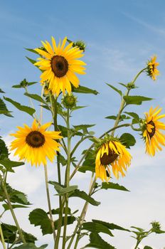 beautiful sunflowers with blue cloudy sky in background