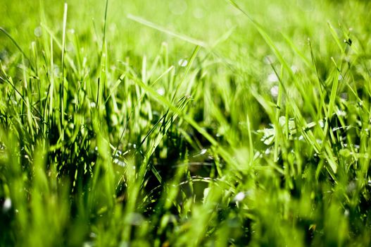 green grass field in the light of the sun