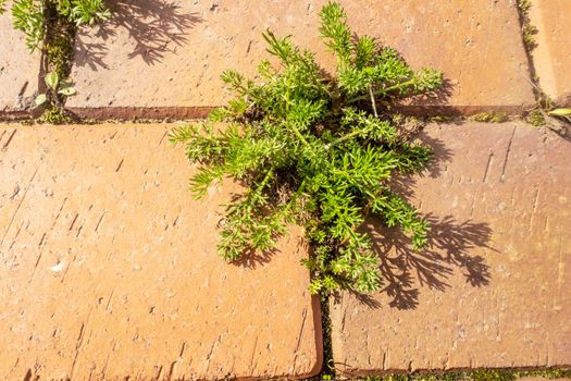 Texture as an element of design, road tile overgrown with moss. Beautiful background for design of printed product.