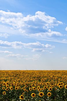 beautiful sunflower field with blue cloudy sky in background