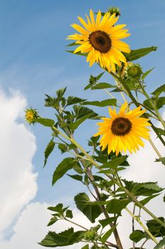 beautiful sunflowers with blue cloudy sky in background