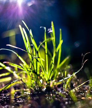 green grass in the light of the sun with sun rays in background