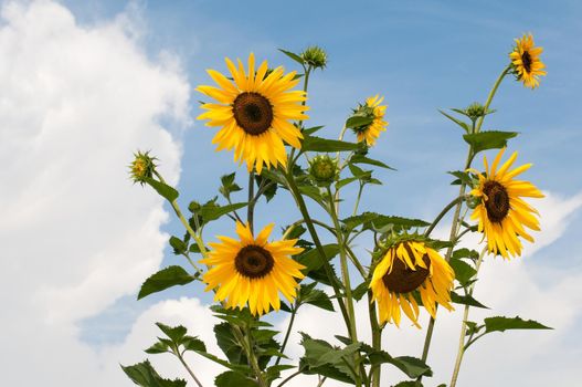 beautiful sunflowers with blue cloudy sky in background