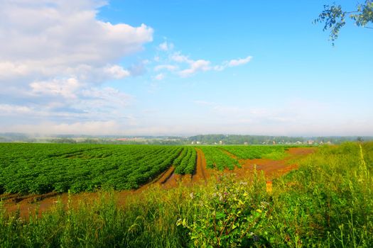 Green crops growing in straight rows in the agricultural field, the landscape in the spring or early summer.