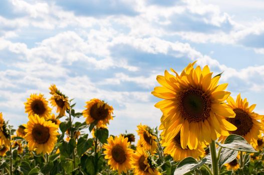 beautiful sunflower field with blue cloudy sky in background