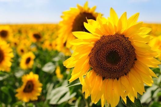 beautiful sunflower field with blue cloudy sky in background