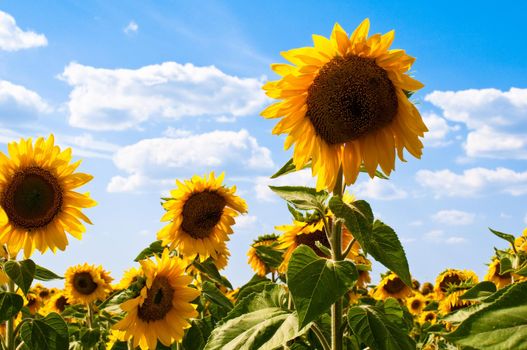 beautiful sunflower field with blue cloudy sky in background