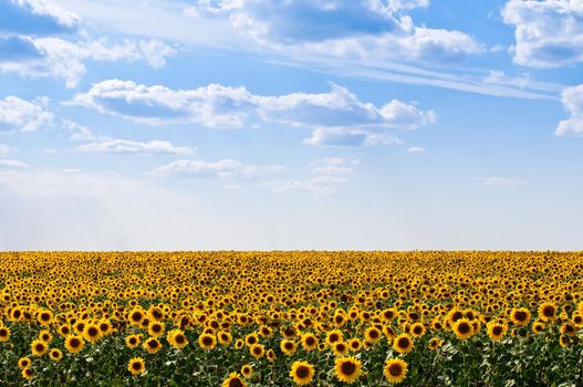 beautiful sunflower field with blue cloudy sky in background