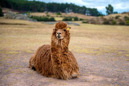Big brown hairy alpaca sitting in field on background of peruvian mountains