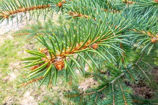 The concept of plant ecology in living nature. Close-up of a branch of a pine.