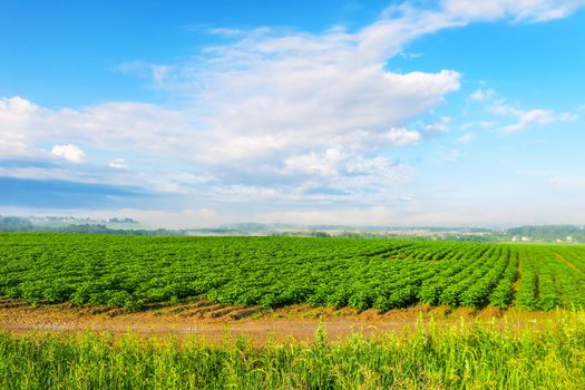 Green crops growing in straight rows in the agricultural field, the landscape in the spring or early summer.