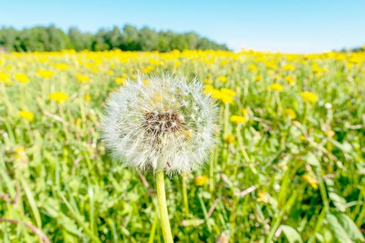 A dandelion flower close-up against a background of green spring meadows in late May.